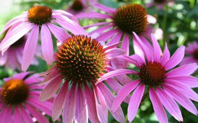 L’Echinacée, une petite fleur qui nous veut du bien